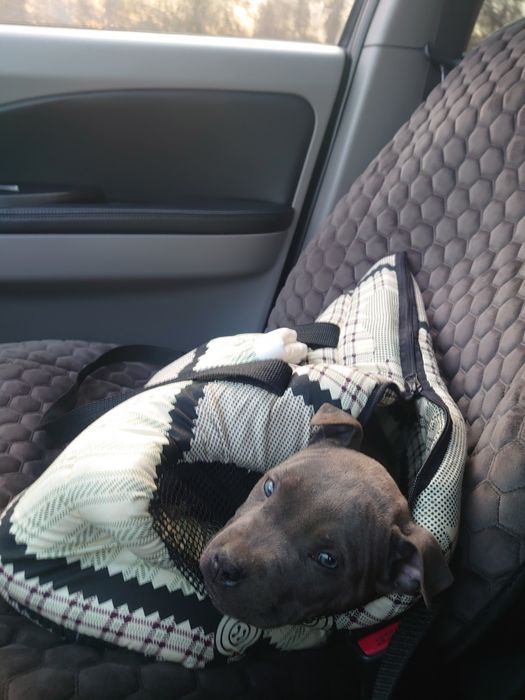 Доставка тварин, Перевезення тварин. Київ. Переїзд. Трансфер