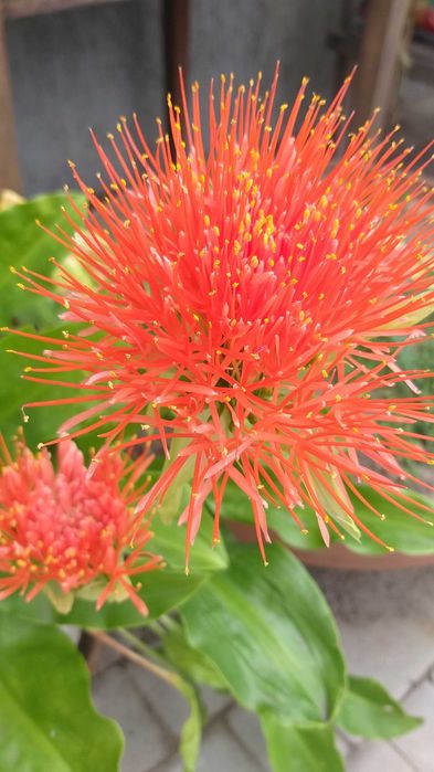 Валлота, клівія, зеферантес, амарилліс, гібіскус Чернівці