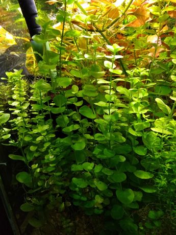 Micranthemum Umbrosum okrągłolistna roślina do akwarium