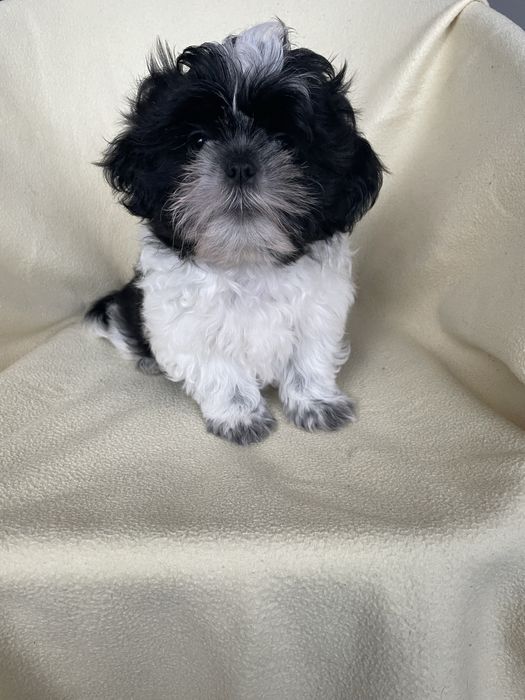 Chłopczyk shih tzu