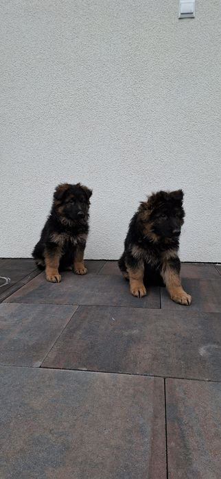 Owczarek Niemiecki Długowłosy Szczeniak