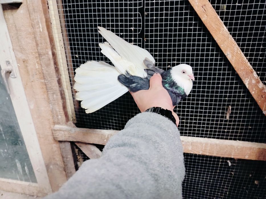 Gołębie zamojskie bociany