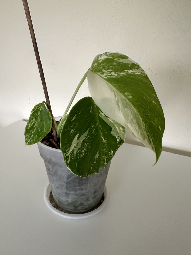 Monstera alba variegata