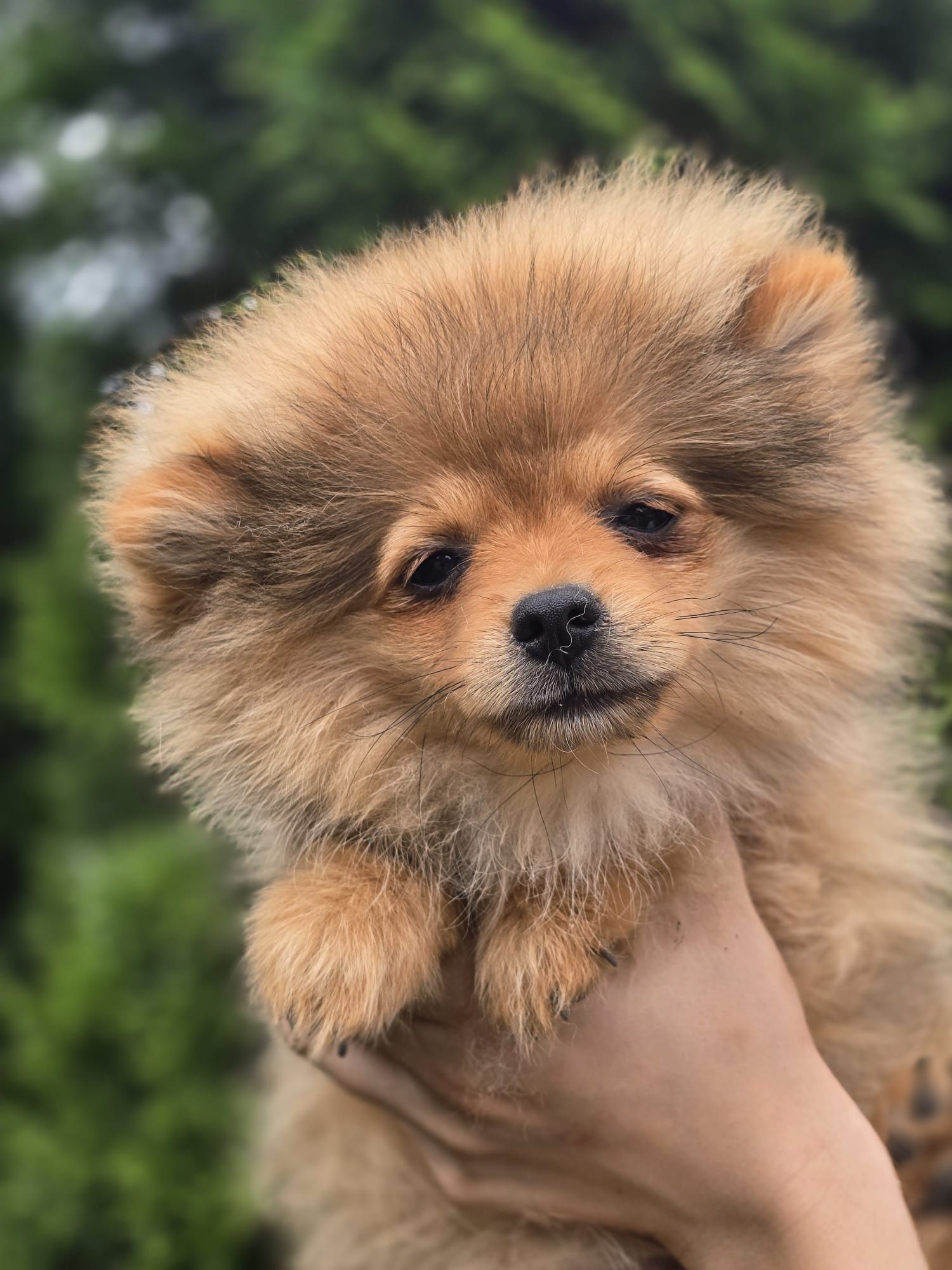 Szpic miniaturowy POMERANIAN suczka metryka chip Do odbioru