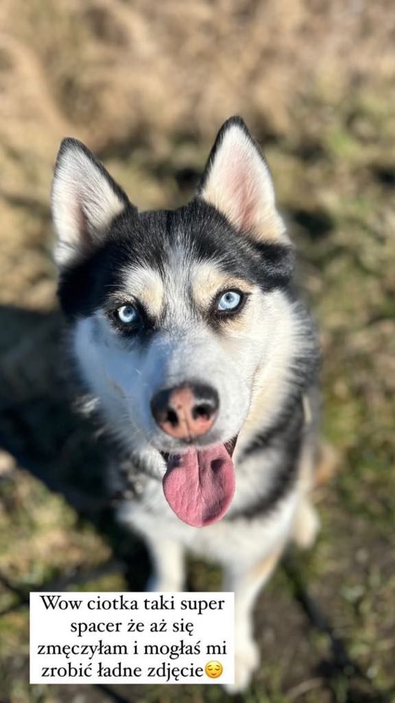 Grubson w typie husky do adopcji!