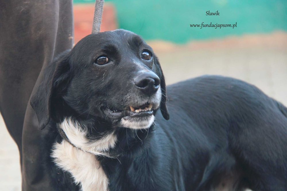 Sławik szuka właściciela