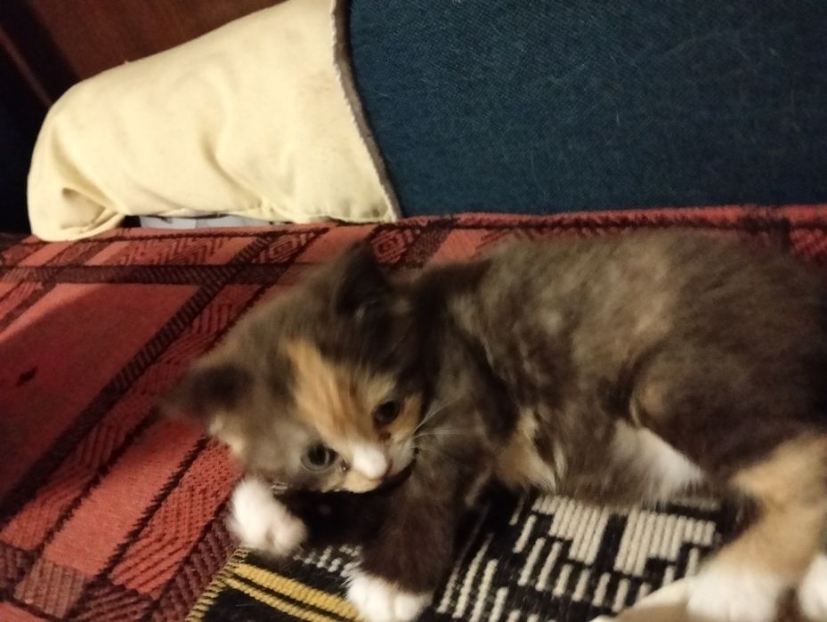 Кошенята британці