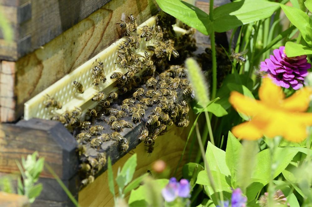 Продам бджолосімї