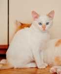 Котик шукає домівку