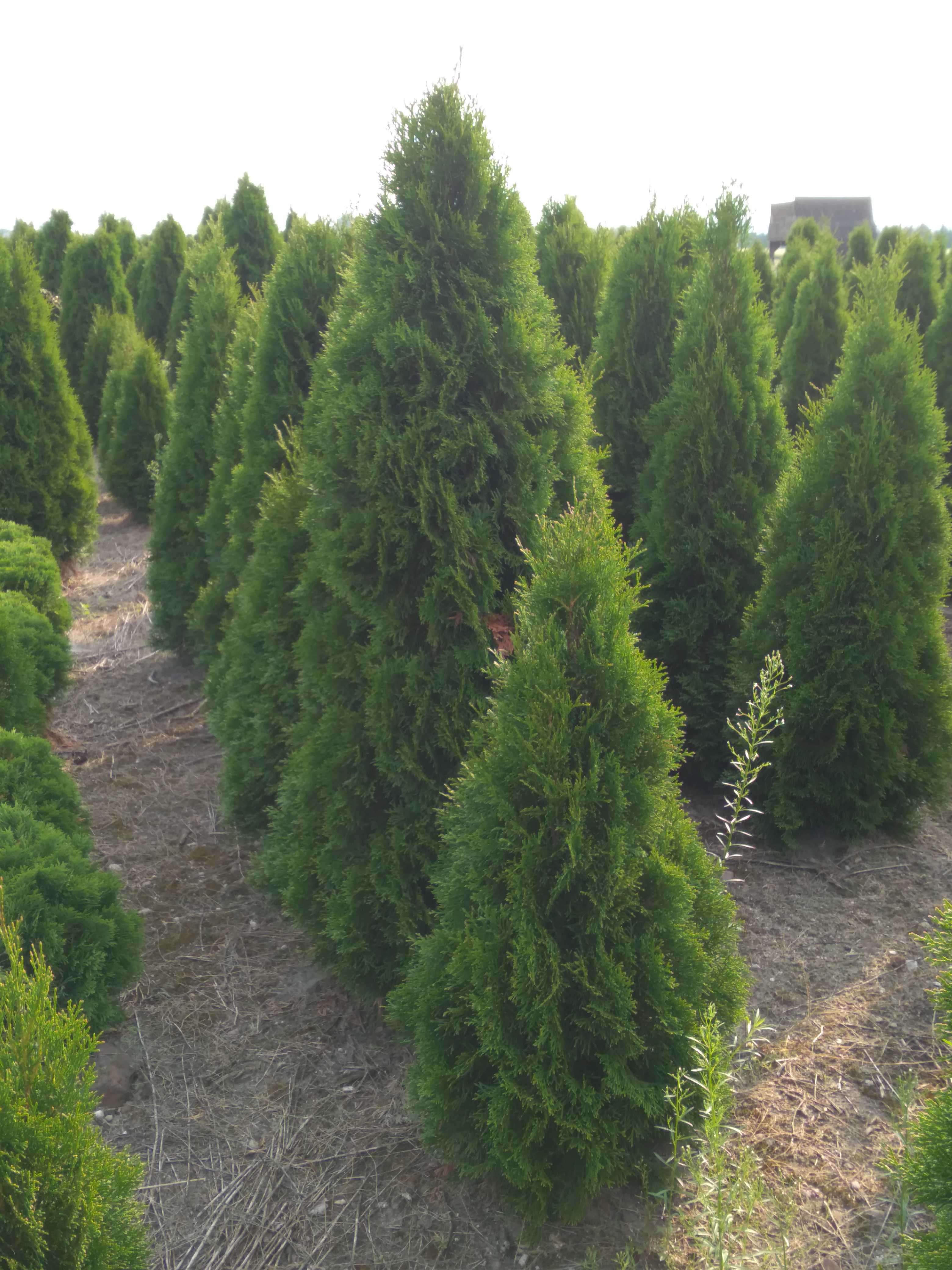 Tuja Szmaragd Thuja Smaragd Żywopłot 100 120