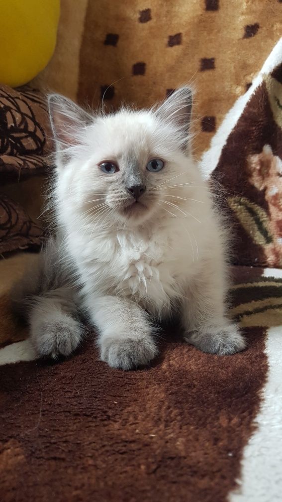 Ragdoll kotek RAG a