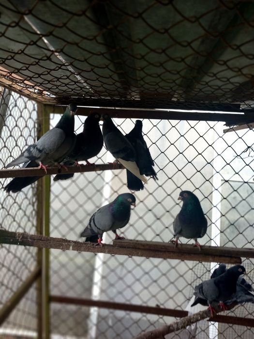 Gołębie zamojskie siwe wysokolotne