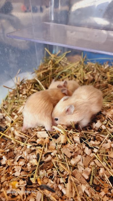 Грызуны разных окрасов хомячки джунгарские