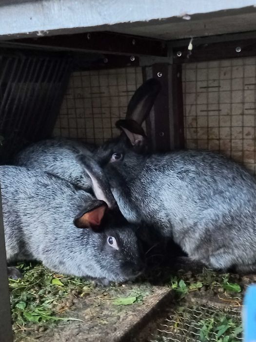 Продам кролі Полтавське срібло самки і самці