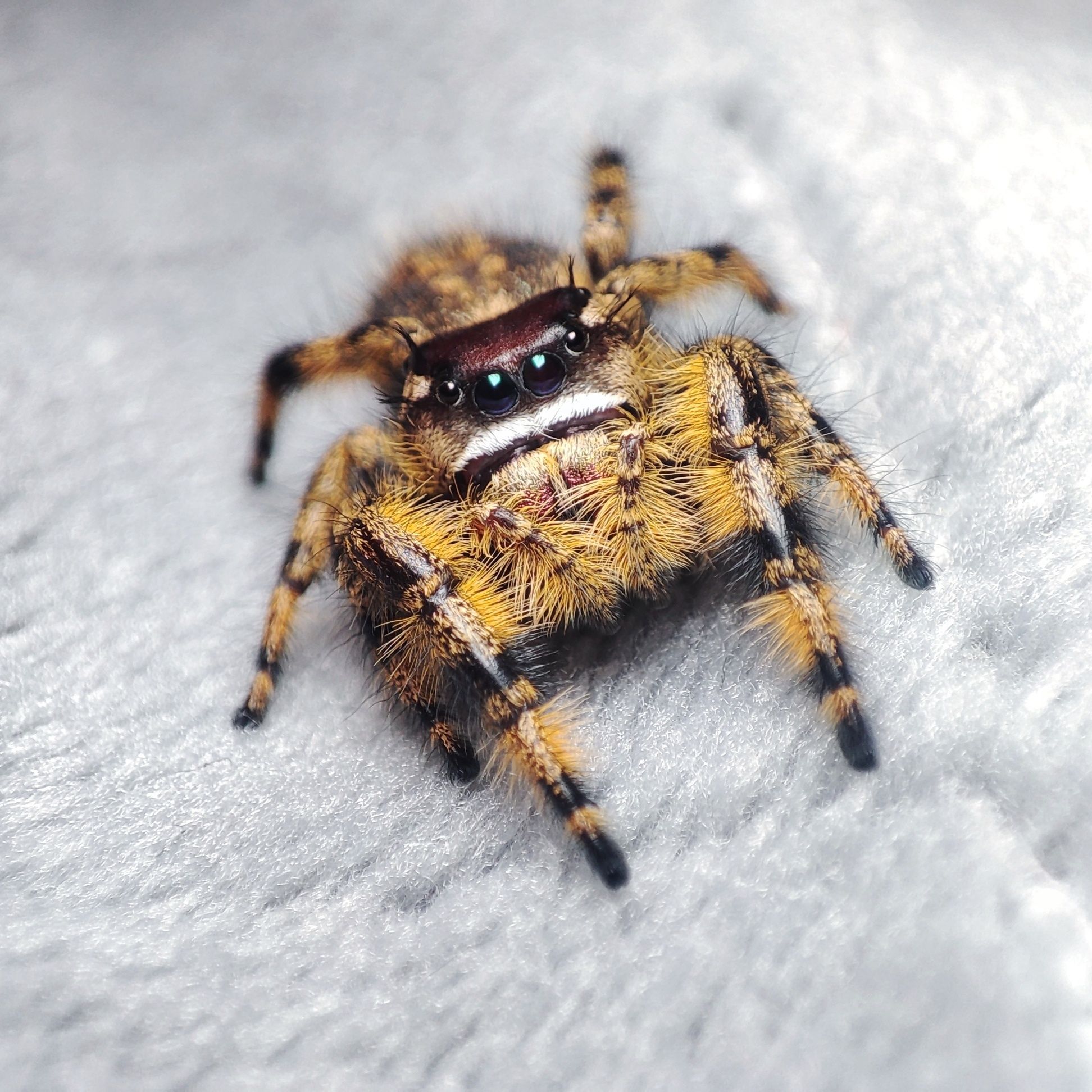 Skakun / Phidippus Otiosus L5