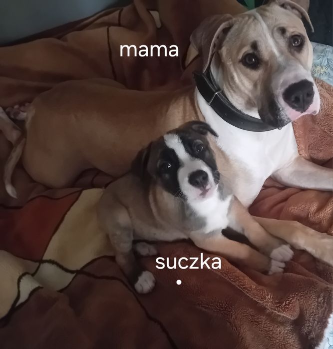 Oddam mała sunie w dobre ręce