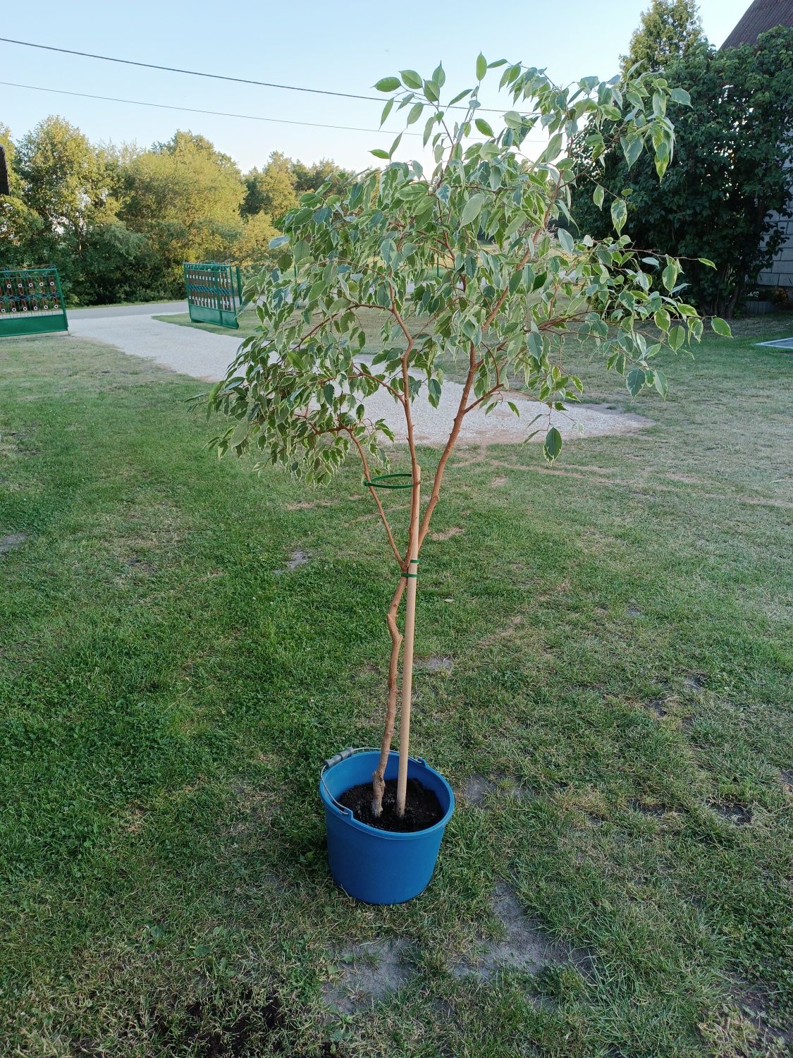 Ficus  Benjamina