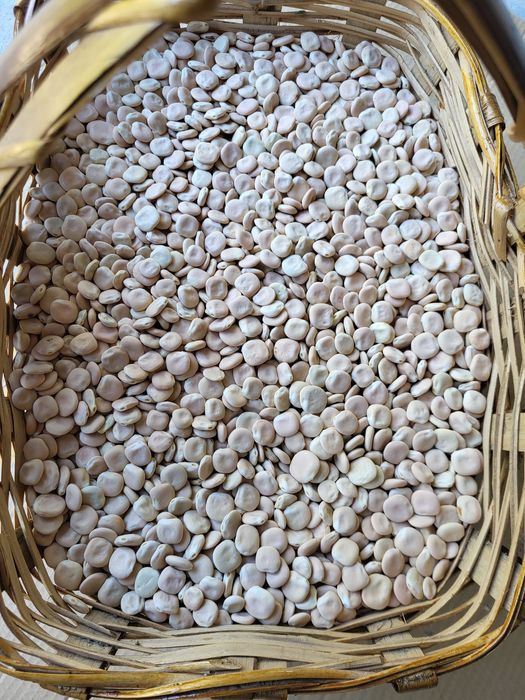 Tremoço Nacional Biológico