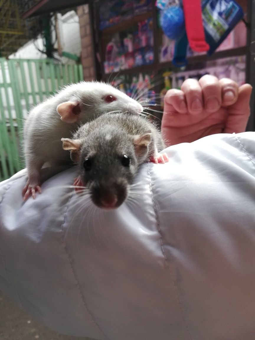 Серенький и беленькие крысята