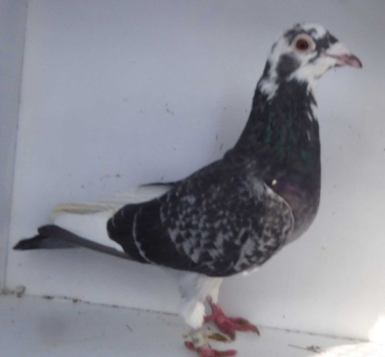 Gołębie pocztowe Gołąb Samice DV ;2020  Desmet Matthijs  rodowodem