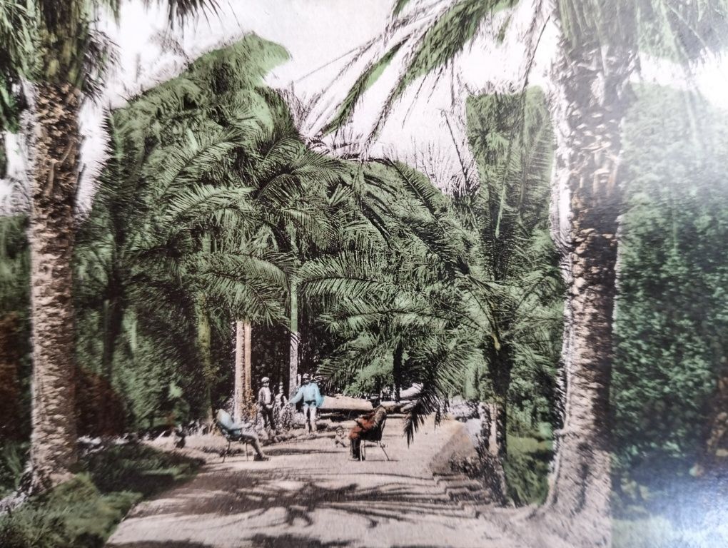 Postal Rua de Palmeiras no Jardim António Borges (Ponta Delgada)