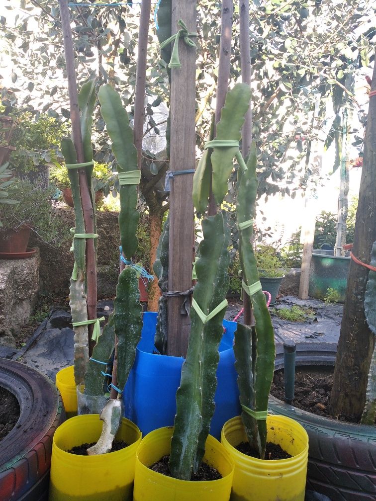 Plantas de pitaya