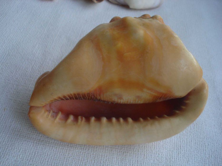 Раковины и кораллы.