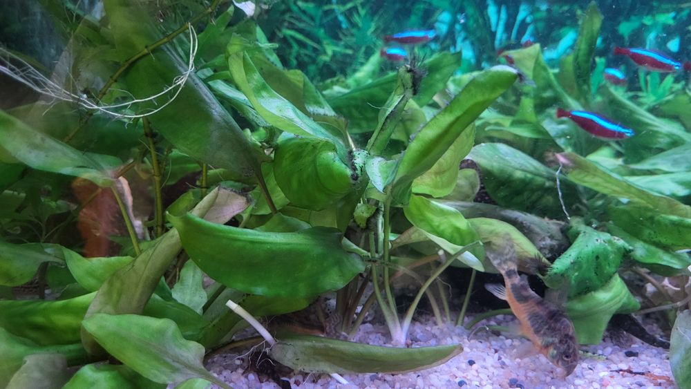 Rośliny akwariowe cryptocoryne.