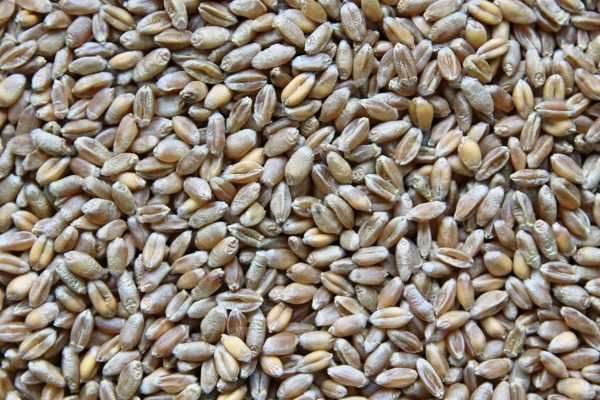 Pszenica  ozima  Euforia  zbiór  2025