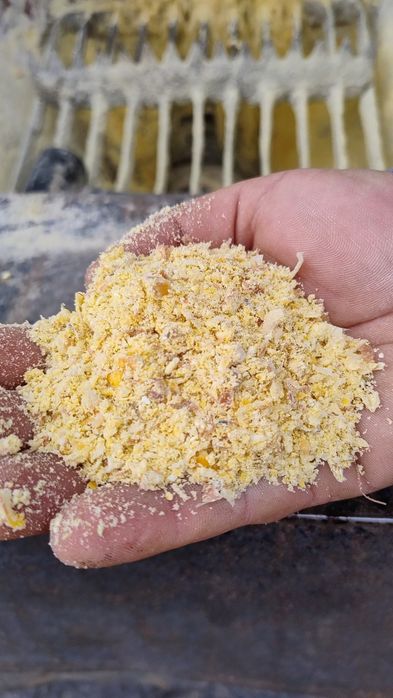 Kukurydza CCM mielona kiszonka bydło pasza