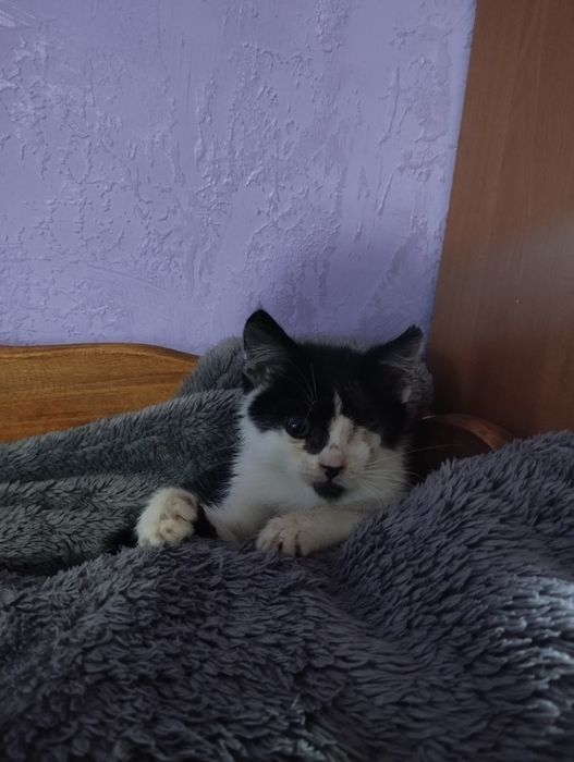 отдам котёнка бесплатно