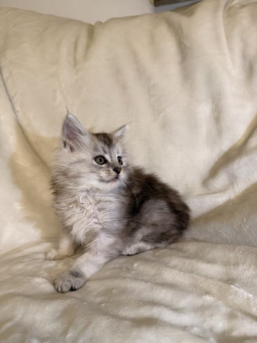 Kotka Maine Coon ns 11 shaded