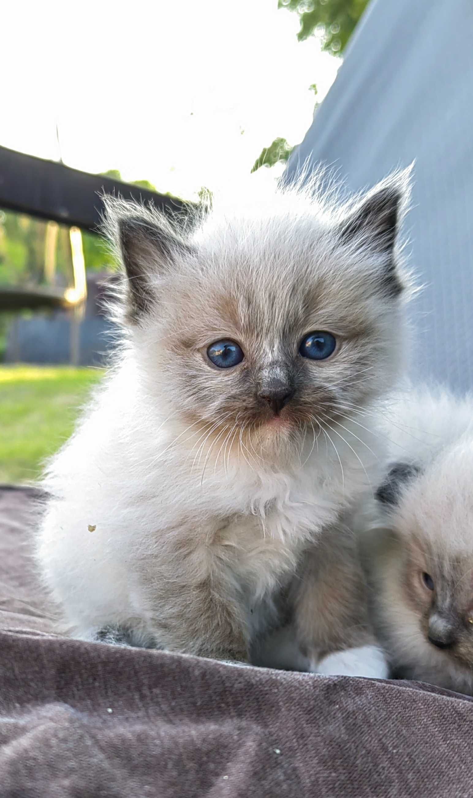 Ragdoll kotka     .