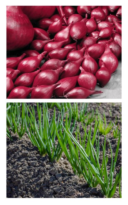 Cebula Dymka Zimująca Cerwona 'Red Cross' – Długie Przechowywanie 250g