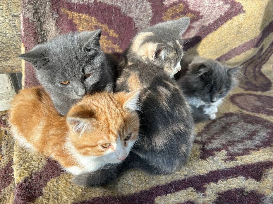 Кошенята у люблячі руки