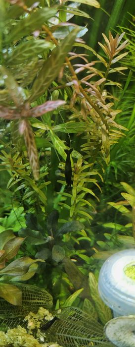 Camaroes black sakura