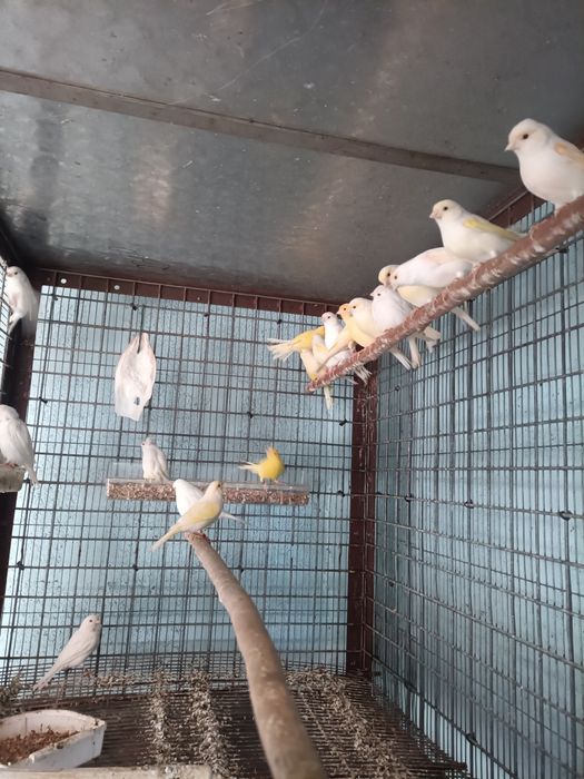 Canários,machos e fêmeas