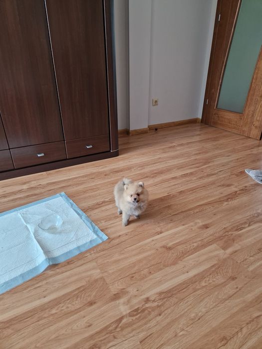 PUCHATY Szpic Miniaturowy