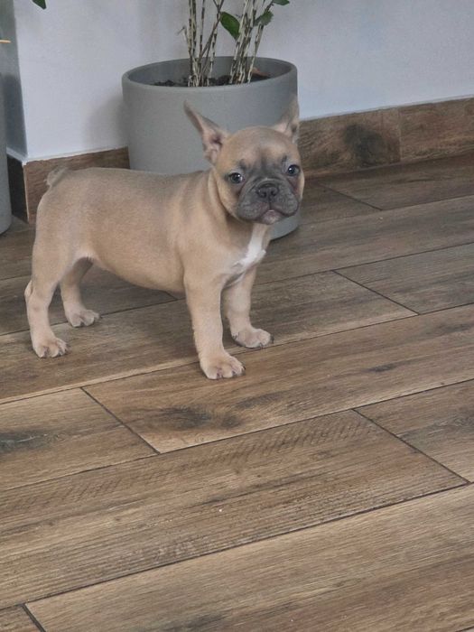 Buldog Francuski