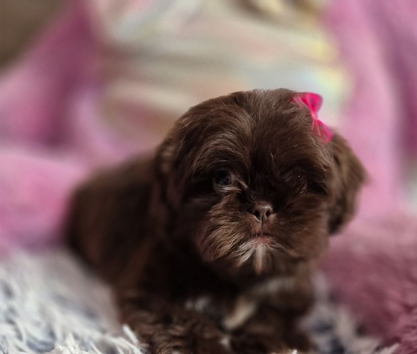 Przepiękna czekoladowa sunia Shih-Tzu gotowa do odbioru
