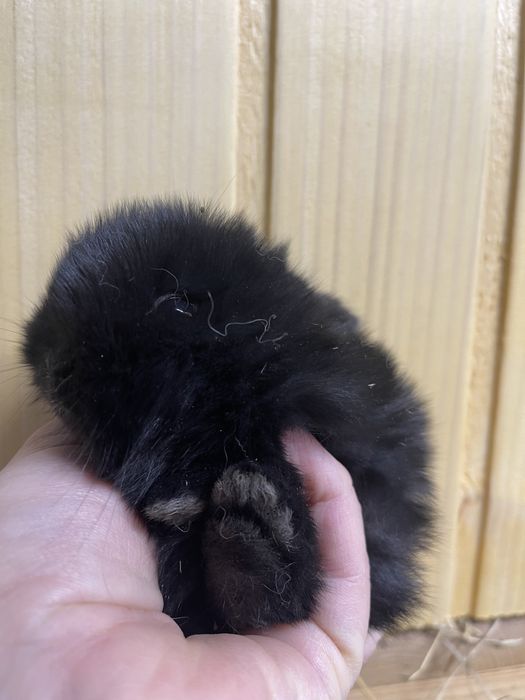 Кролик висловухий, карликовий баранчик,кролик Тедді з сатиновою шерстю