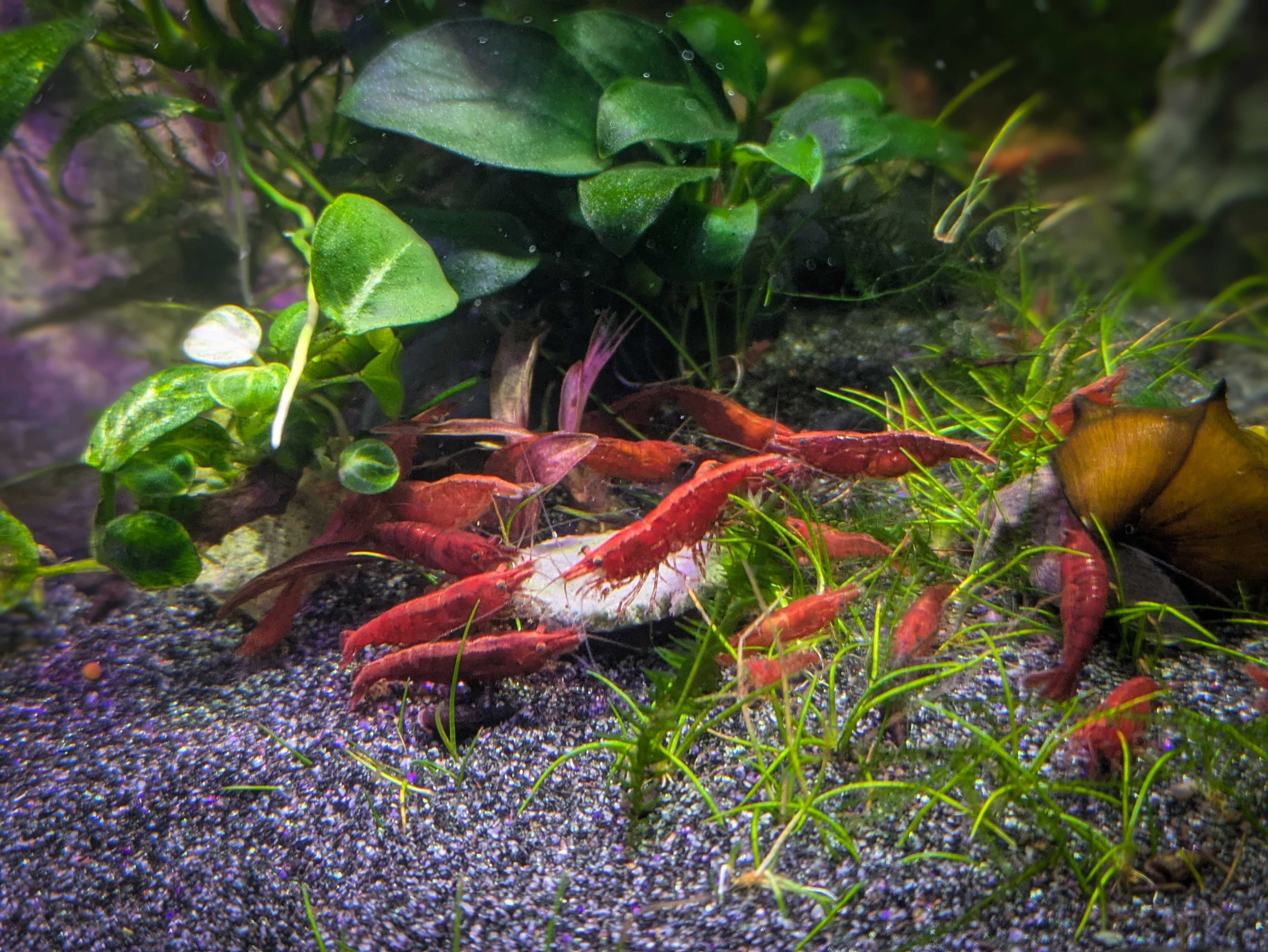 Krewetki neocaridina Red Cherry czerwone Żoliborz Warszawa selekcja