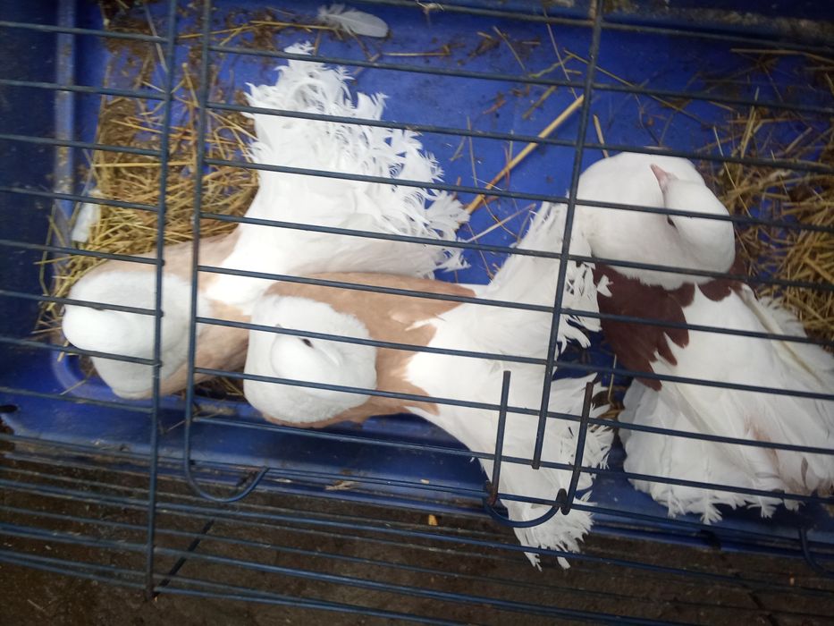 Pawiki mewki . Pawiki