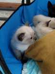 Adopção Gatinhos