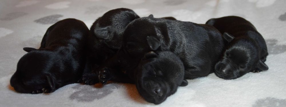 Sznaucer Miniaturowy Czarny- piesek z rodowodem ZKwP