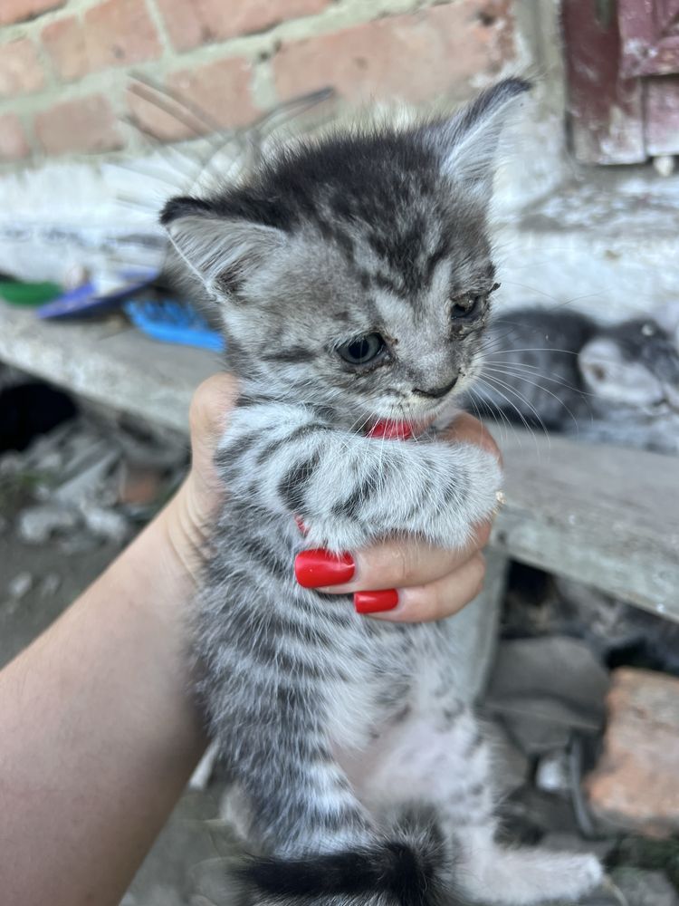 Віддаємо в добрі руки кошинятка безкоштовно