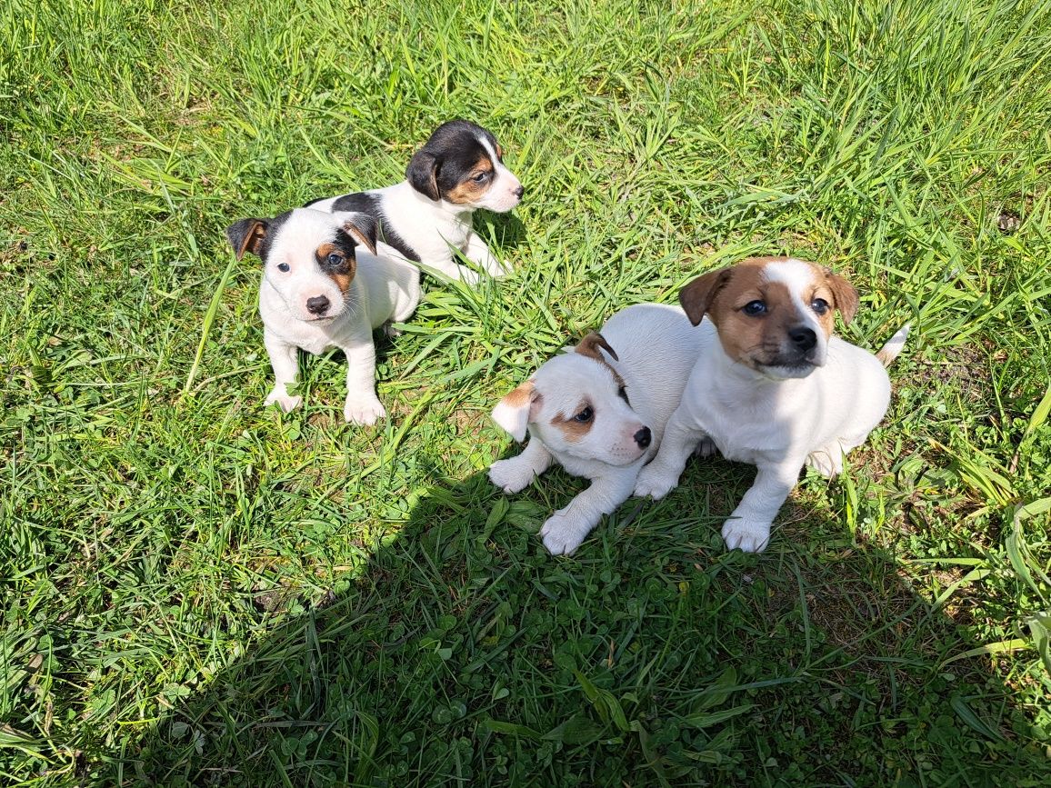 Jack Russell Terrier