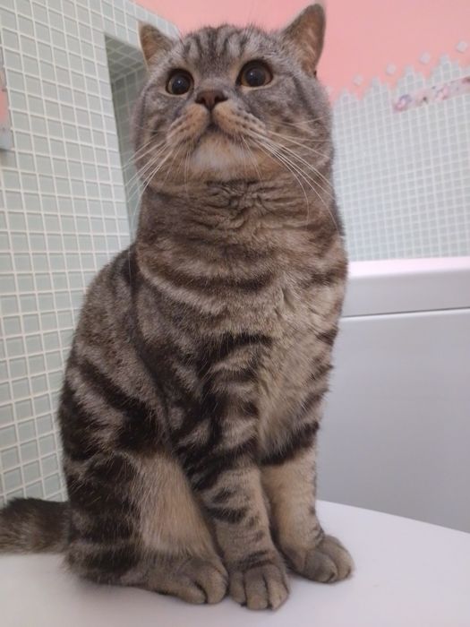 В'язка. Скоттіш страйт