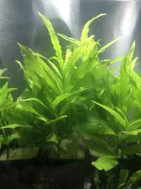 Hygrophila Corymbosa Siamensis