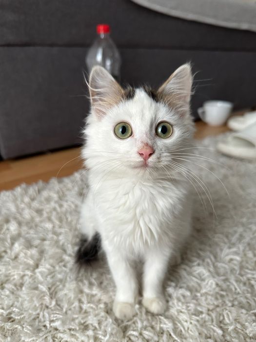 Котик дівчинка приблизно 2 місяці Ужгород !!!